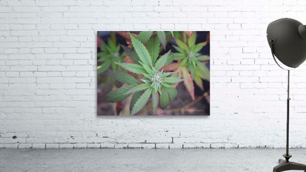 Lush Green Wall Preview