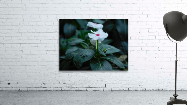 Trailing Vinca Wall Preview