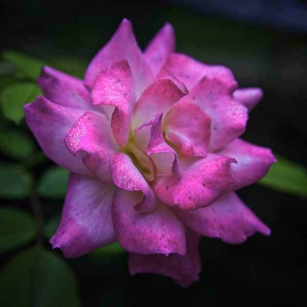 Flower 22 Digital Download