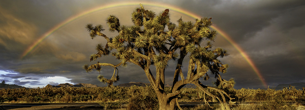 Joshua Tree Forest Digital Download