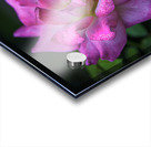 Flower 22 Acrylic print