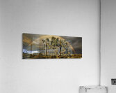 Joshua Tree Forest Acrylic Print