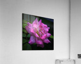 Flower 22 Acrylic Print