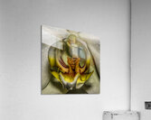 Flower 23 Acrylic Print