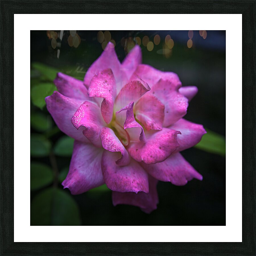 Flower 22 Picture Frame print