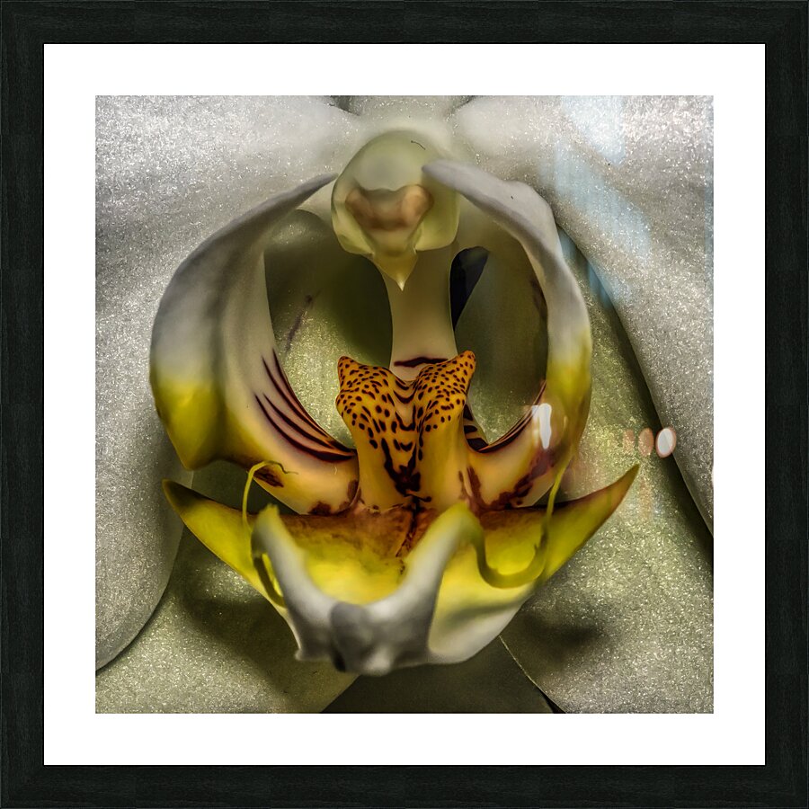 Flower 23 Picture Frame print