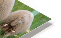 Sheep HD Metal print