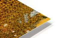 Sunflower Closeup HD Metal print