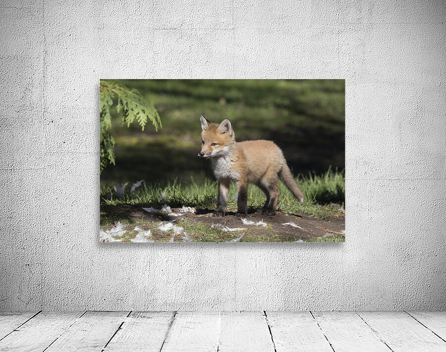 Fox and Feathers Wall Preview