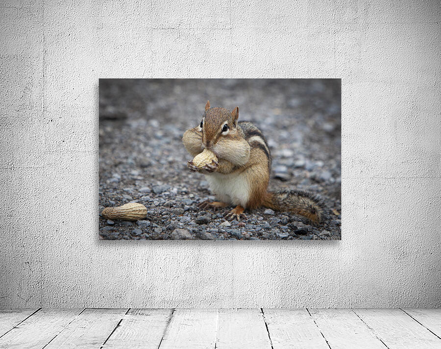 Chipmunk Wall Preview