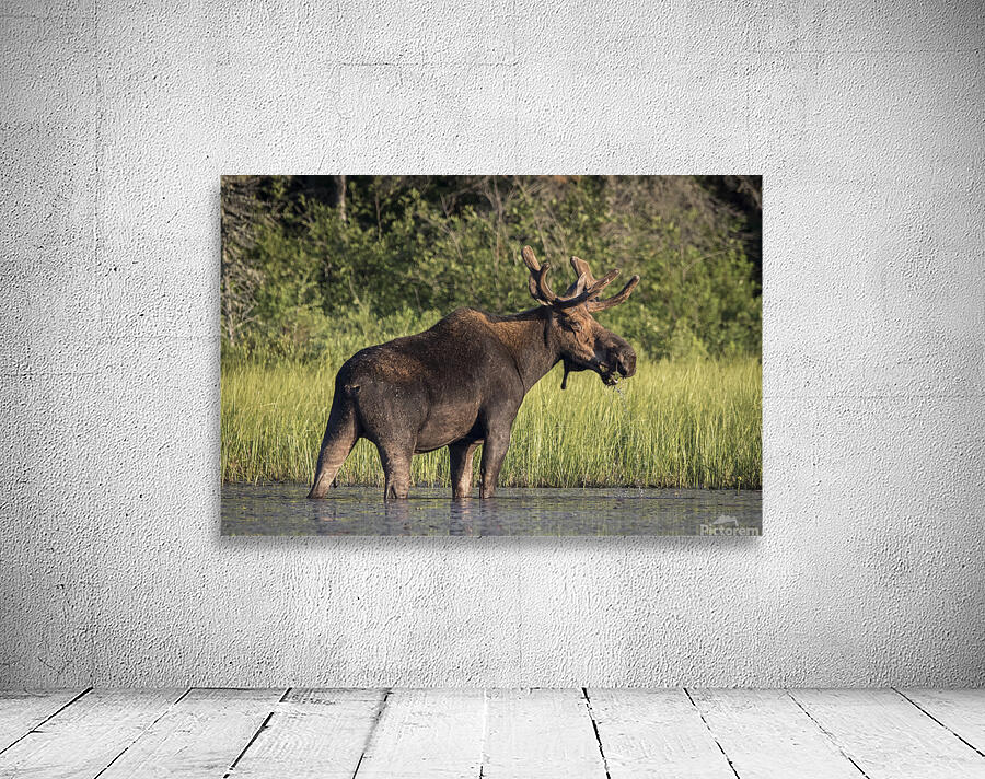 A Moose Wall Preview