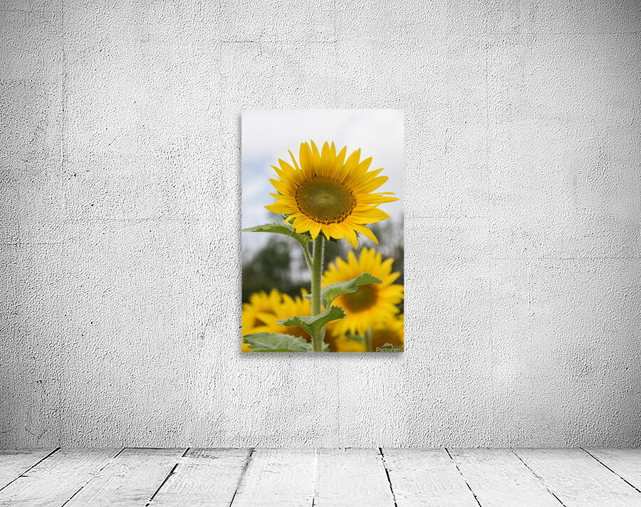 Sunflower Wall Preview