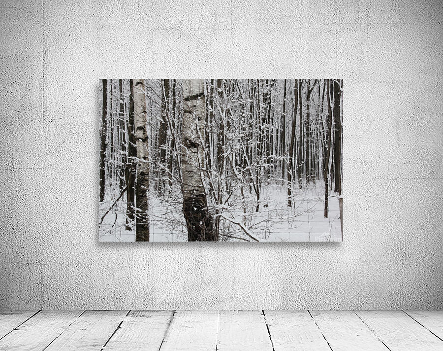 Winter Birches Wall Preview