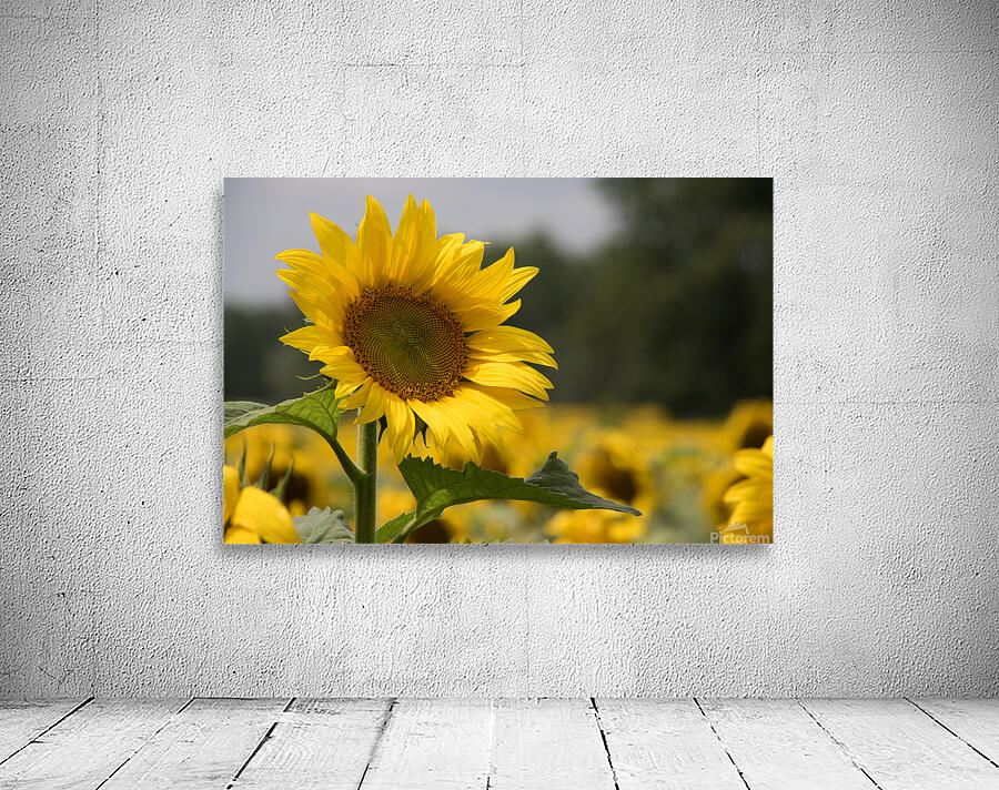 Sunflowers Wall Preview