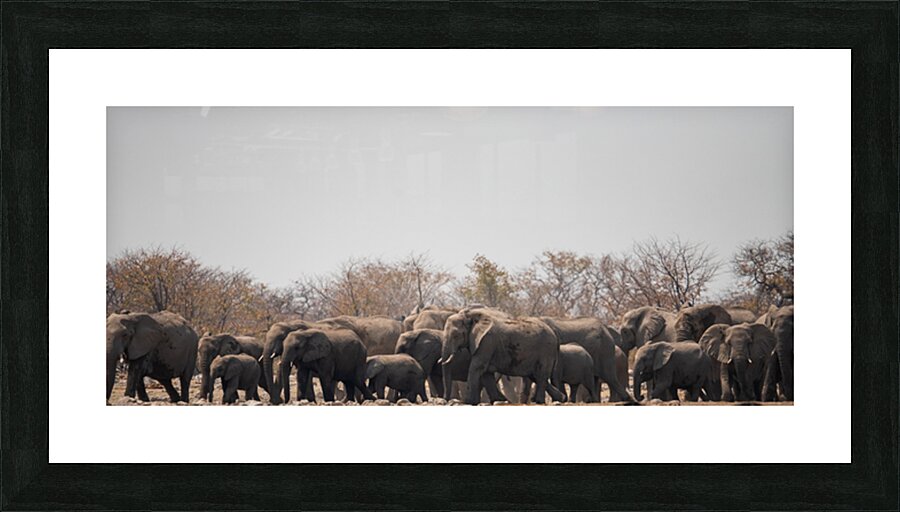 Elephants  4 Picture Frame print