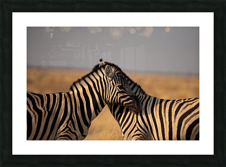 Zebras 1 Picture Frame print