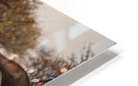 Safari HD Metal print