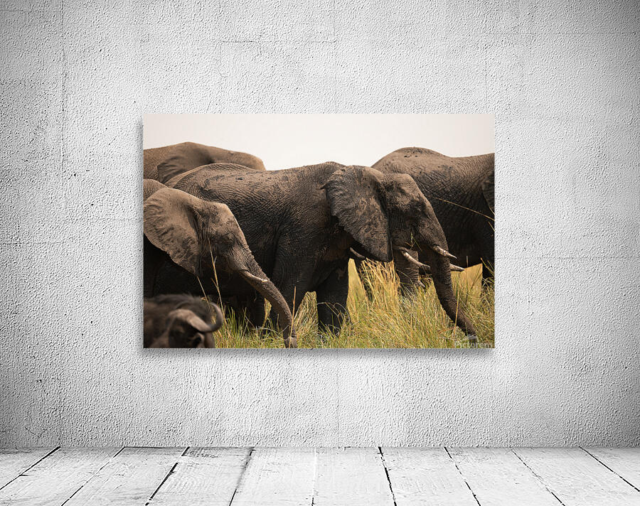 Elephants  1 Wall Preview