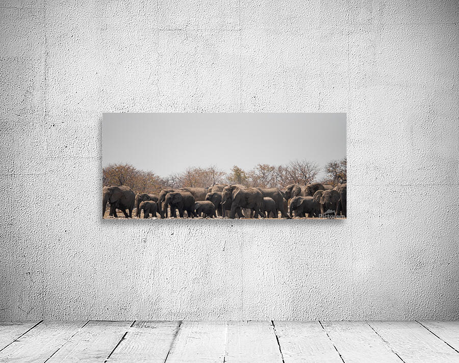 Elephants  4 Wall Preview