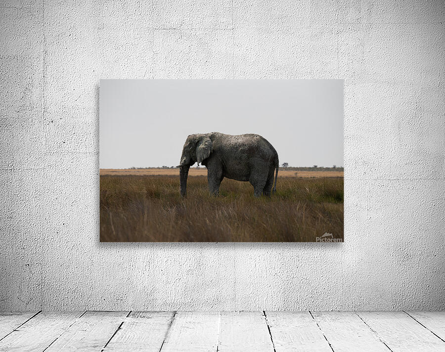Elephants  5 Wall Preview