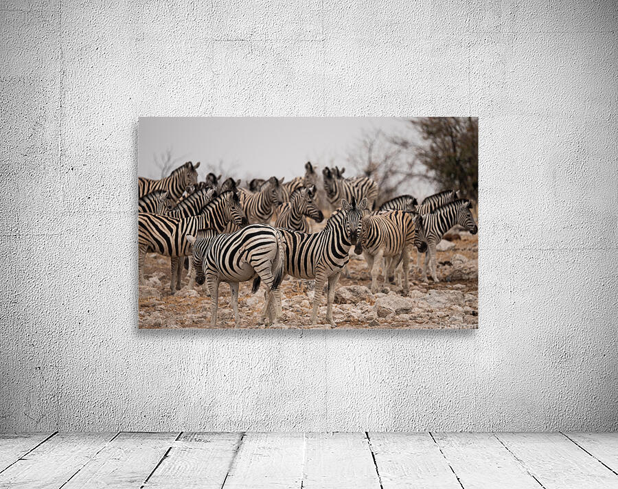 Zebras 2 Wall Preview