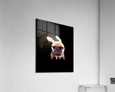 Bad Bunny 56 Acrylic Print