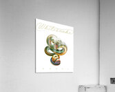 Whitesnake 23 Acrylic Print