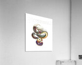 Whitesnake 33 Acrylic Print