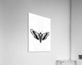 Breaking Benjamin 56 Acrylic Print
