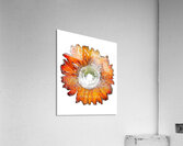 Lacuna Coil 50 Acrylic Print