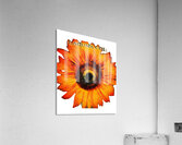 Lacuna Coil 59 Acrylic Print