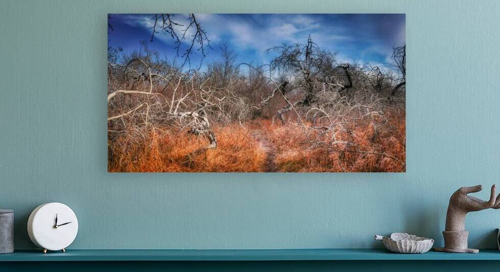Twilights Embrace: Exploring the Frozen Mysteries of the Crooked Bush by Big Picture Diaries