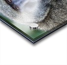 Staredown Acrylic print