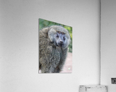 Staredown Acrylic Print