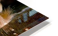 Monkey HD Metal print