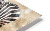 Four Zebra HD Metal print