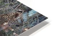 Leopard Mom and Cub HD Metal print