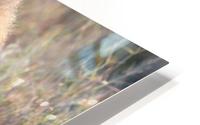 On The Prowl HD Metal print