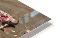 Natures Way HD Metal print