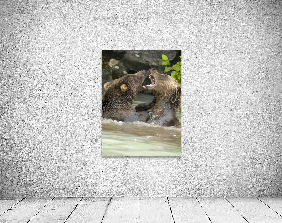 Alaskan Bears Wall Preview