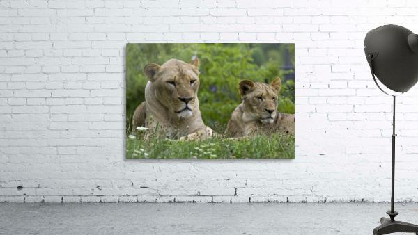 Two Lions Wall Preview