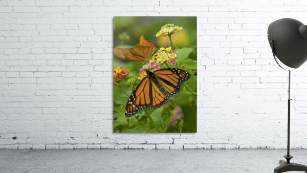 Monarch and Friend Wall Preview