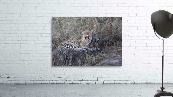 Leopard Mom and Cub Wall Preview