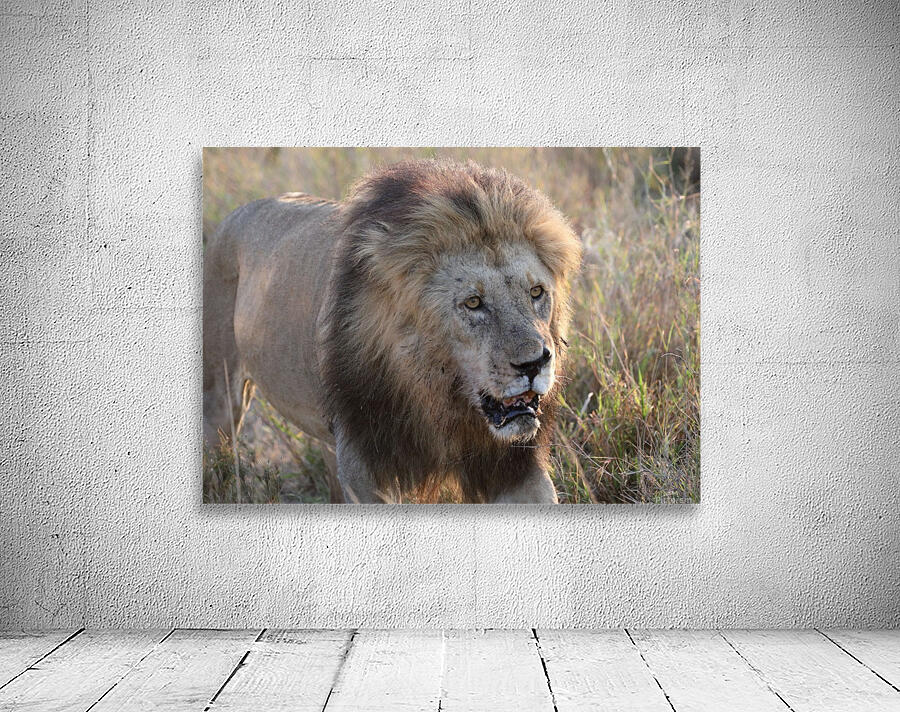 On The Prowl Wall Preview