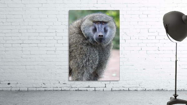 Staredown Wall Preview