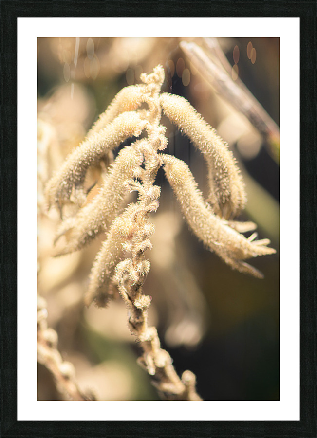 Kangaroo Paw Picture Frame print