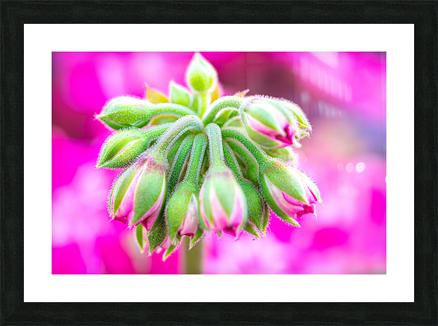 Bloom Picture Frame print