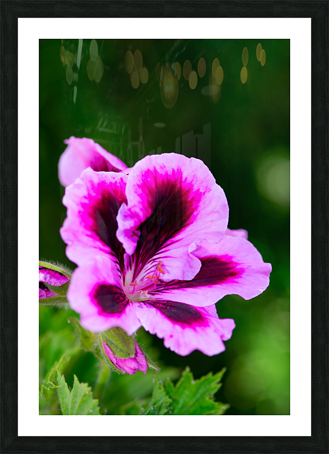 Wild Thing Picture Frame print