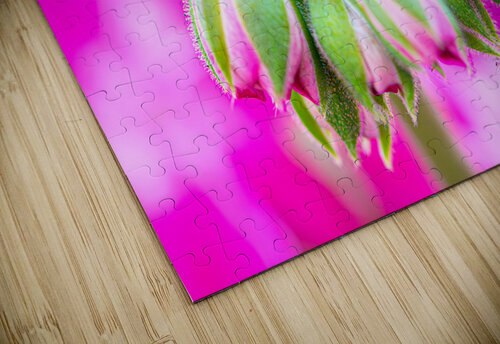 Bloom Carefree Carmine puzzle