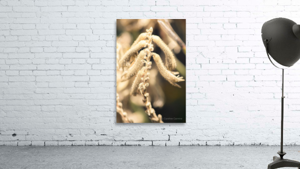 Kangaroo Paw Wall Preview